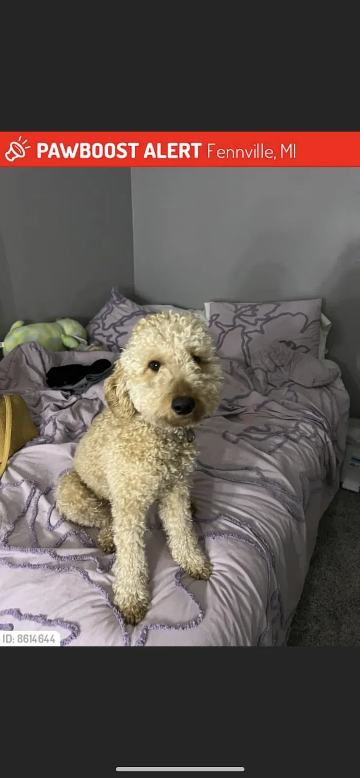 Lost dog in Fennville, MI, 49408