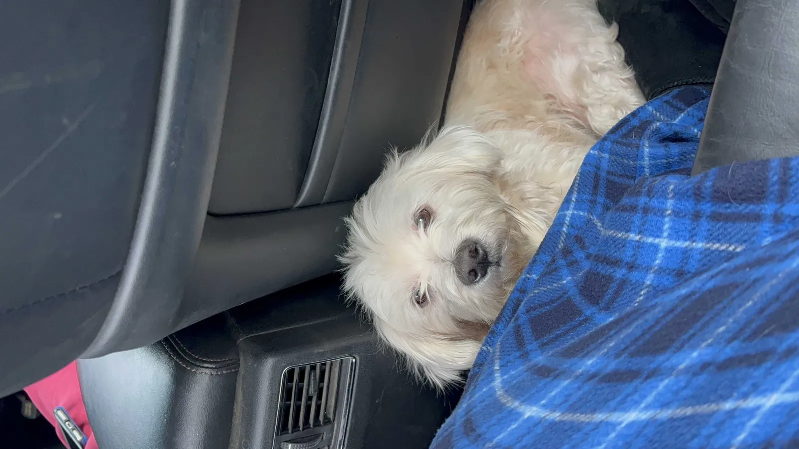 Lost dog in Indianapolis, IN, 46224