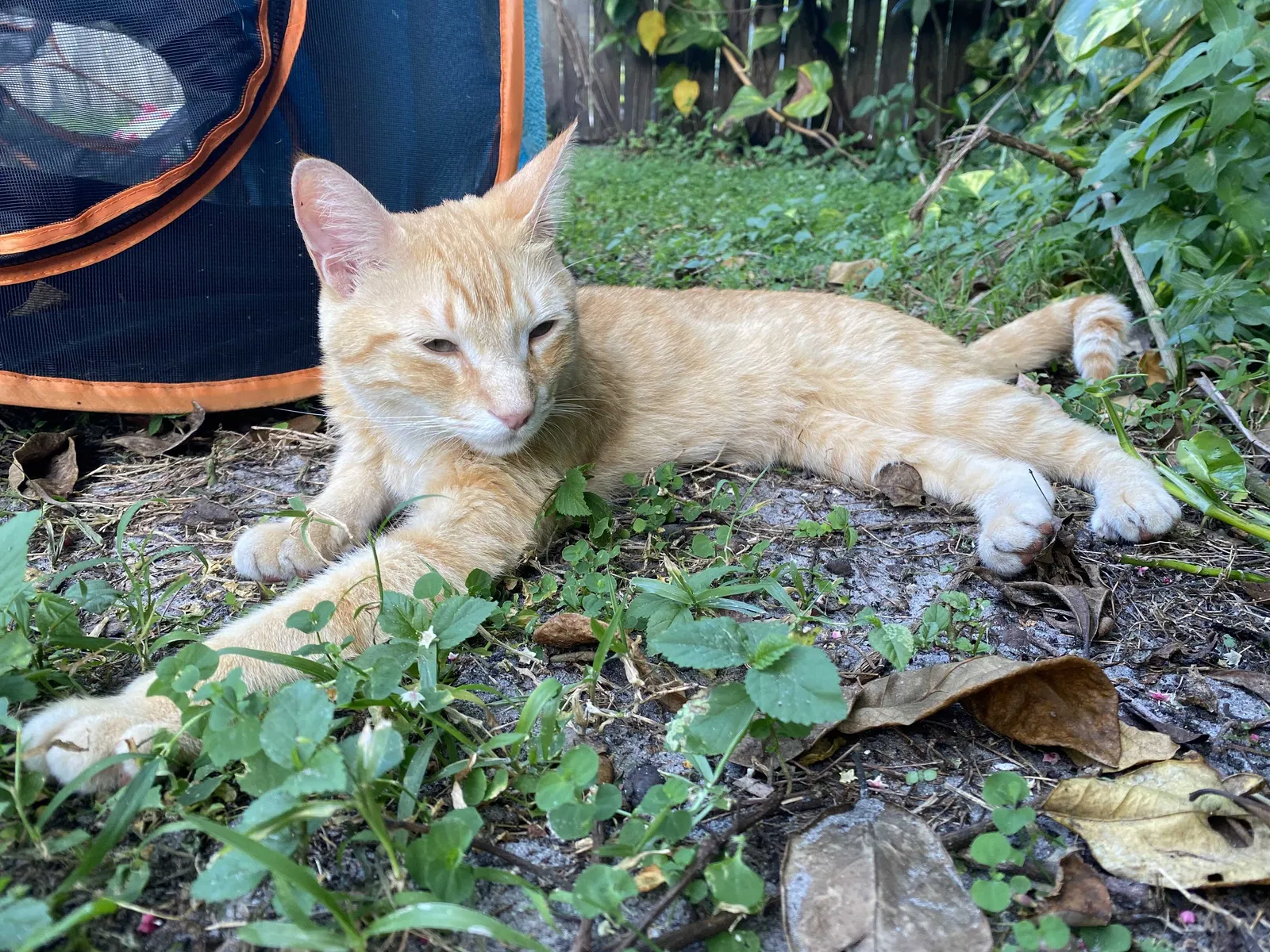 Lost cat in Palm Beach Gardens, FL, 33418