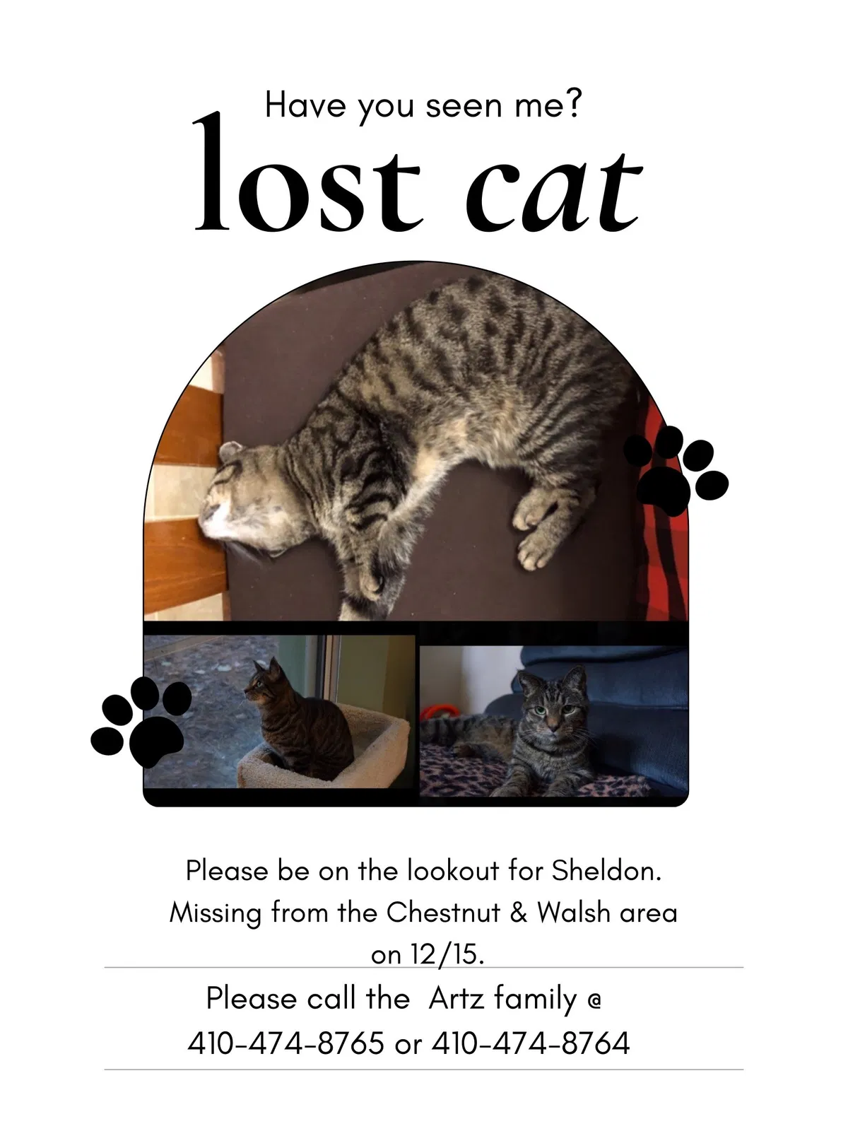 Lost cat in Lusby, MD, 20657