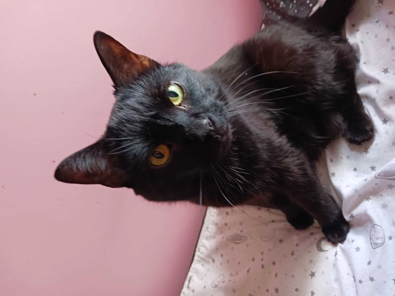 Lost cat in Lafayette, IN, 47904