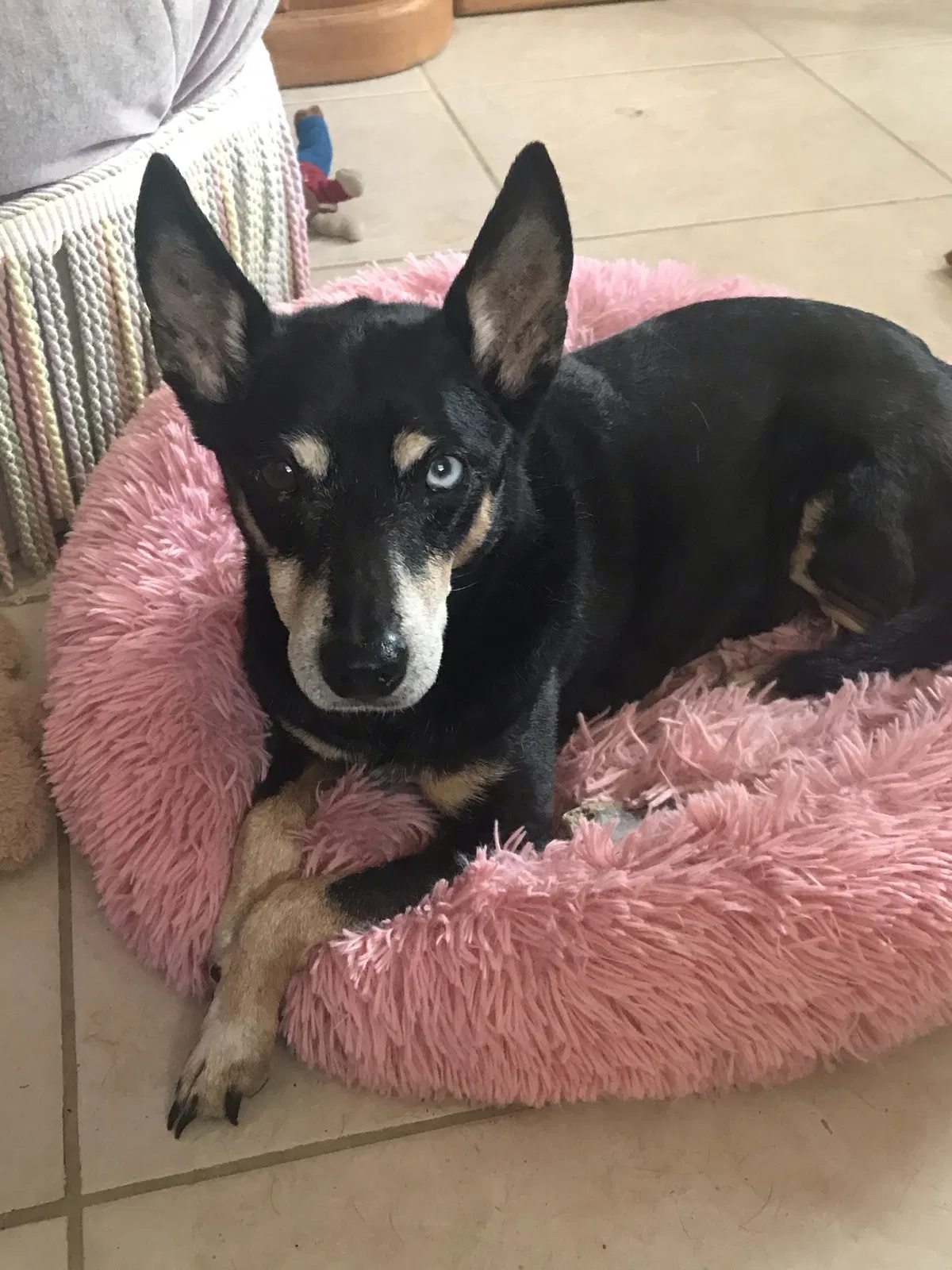 Lost dog in Loxahatchee, FL, 33470