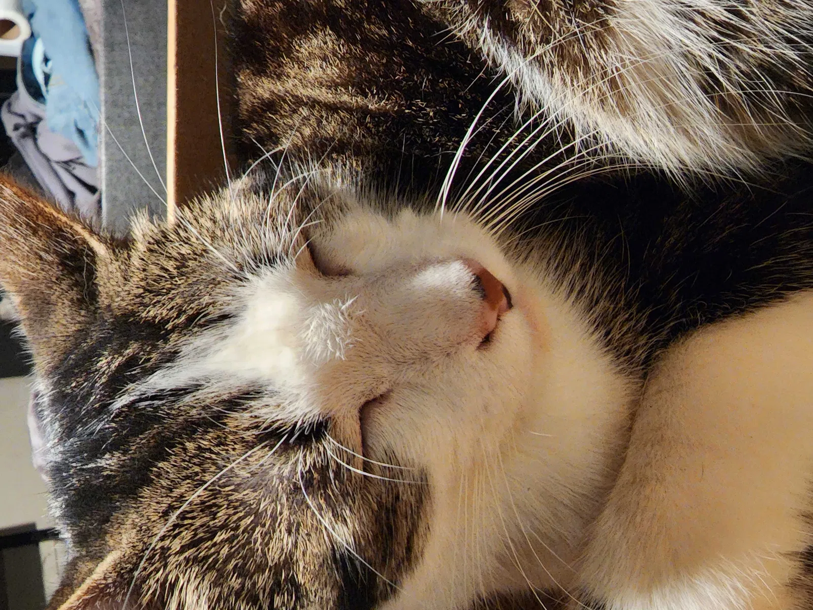 Lost cat in Caroga Lake, NY, 12032