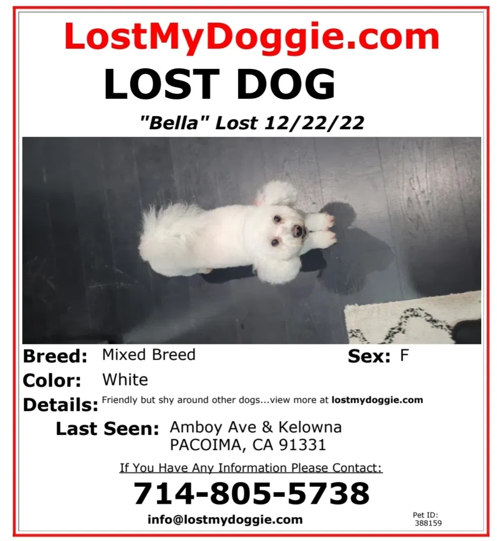 Lost dog in Pacoima, CA, 91331