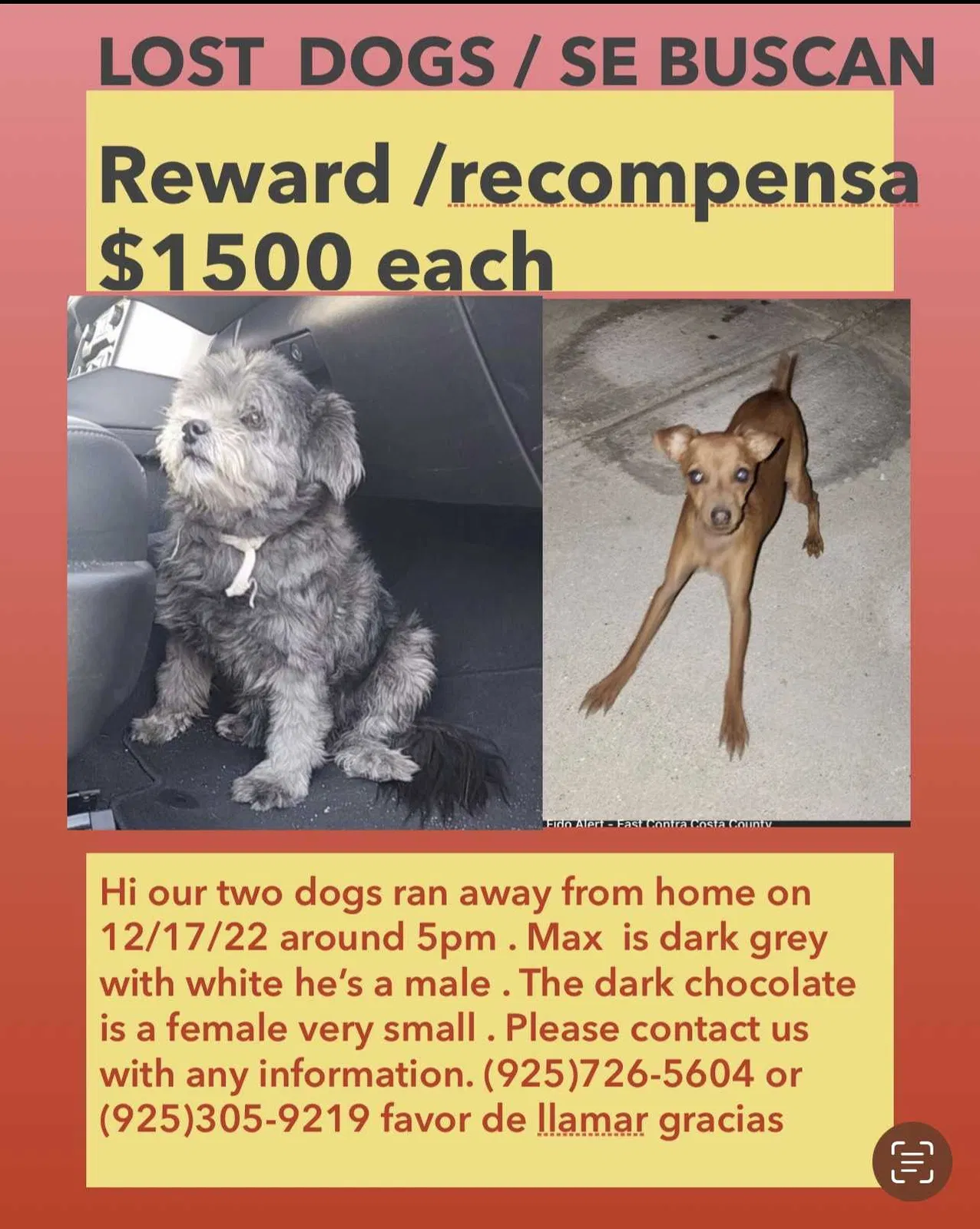 Lost dog in Pittsburg, CA, 94565