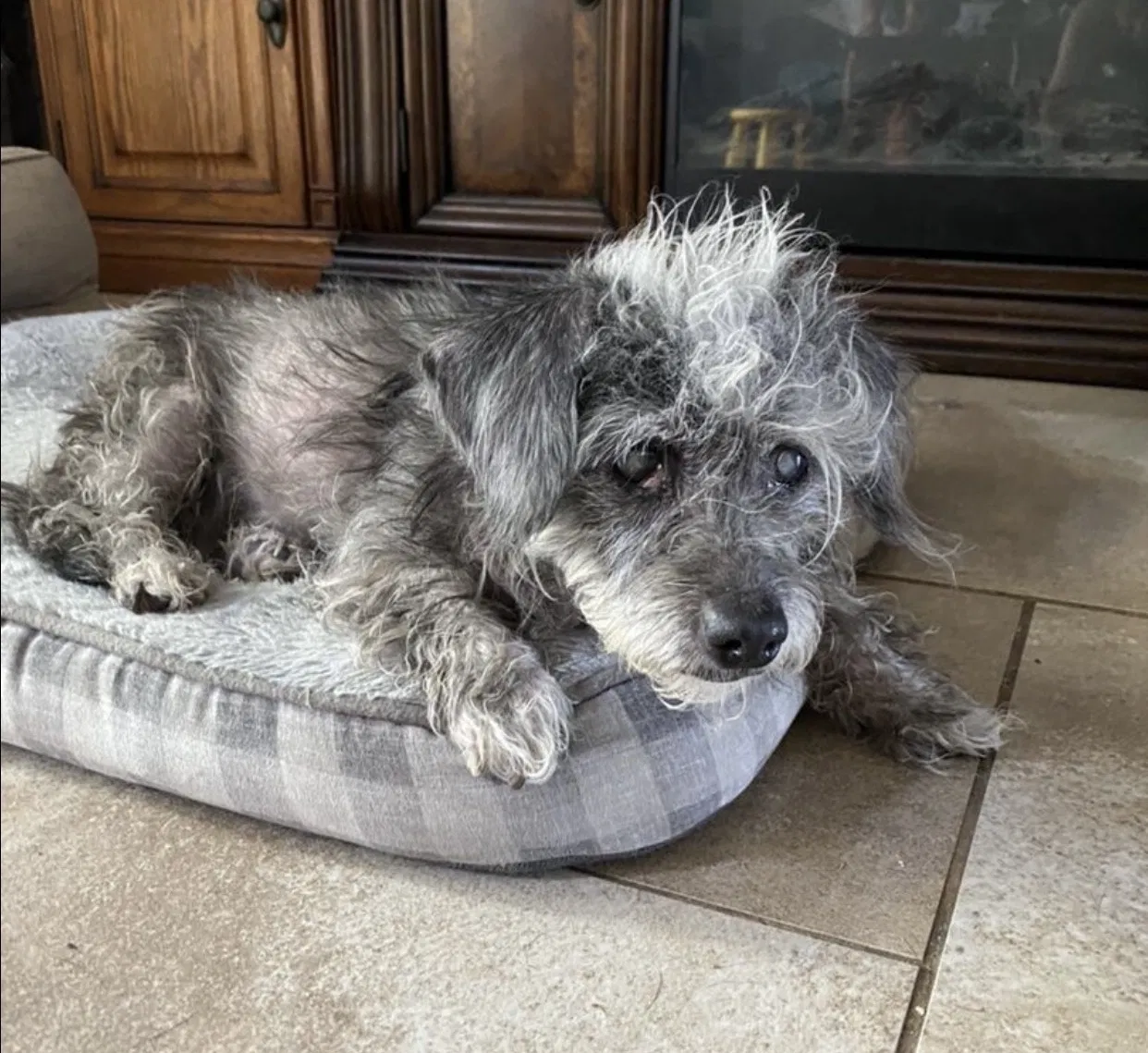 Lost dog in La Habra, CA, 90631