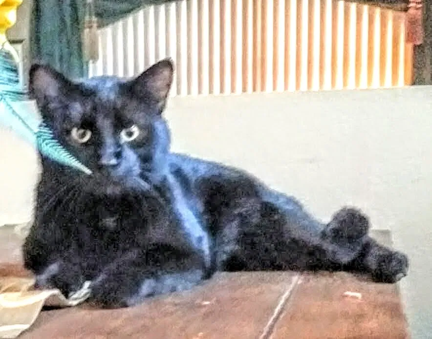 Lost cat in Henderson, NV, 89014