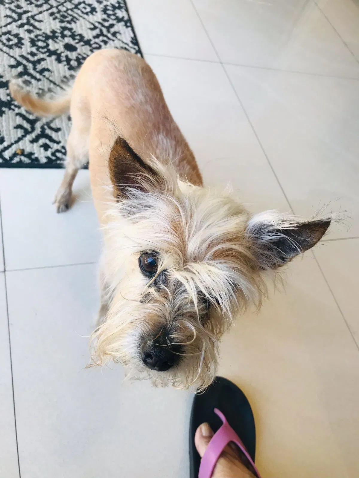 Lost dog in Los Angeles, CA, 90016