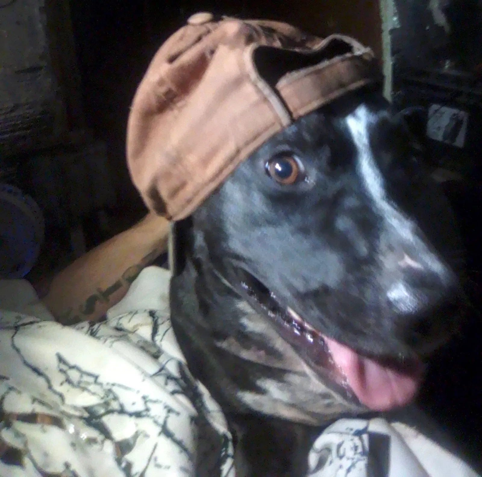 Lost dog in Tampa, FL, 33619