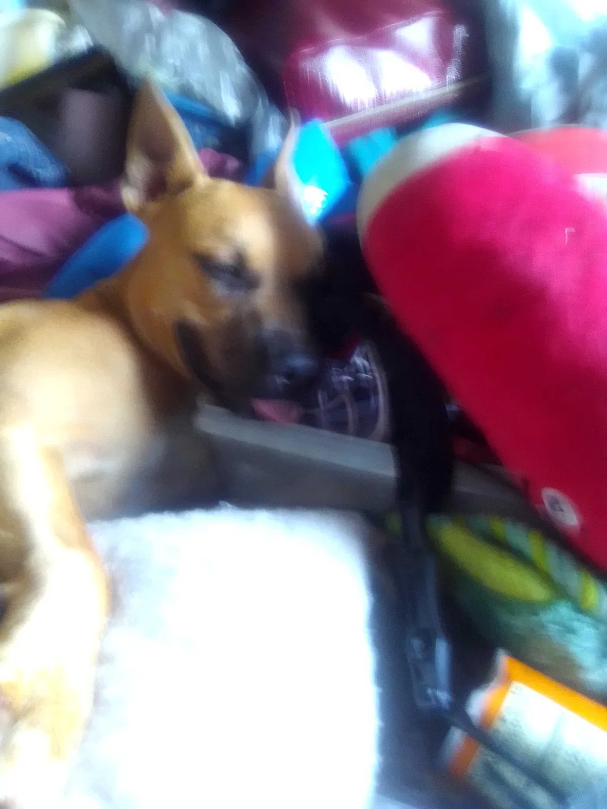 Lost dog in Tampa, FL, 33619