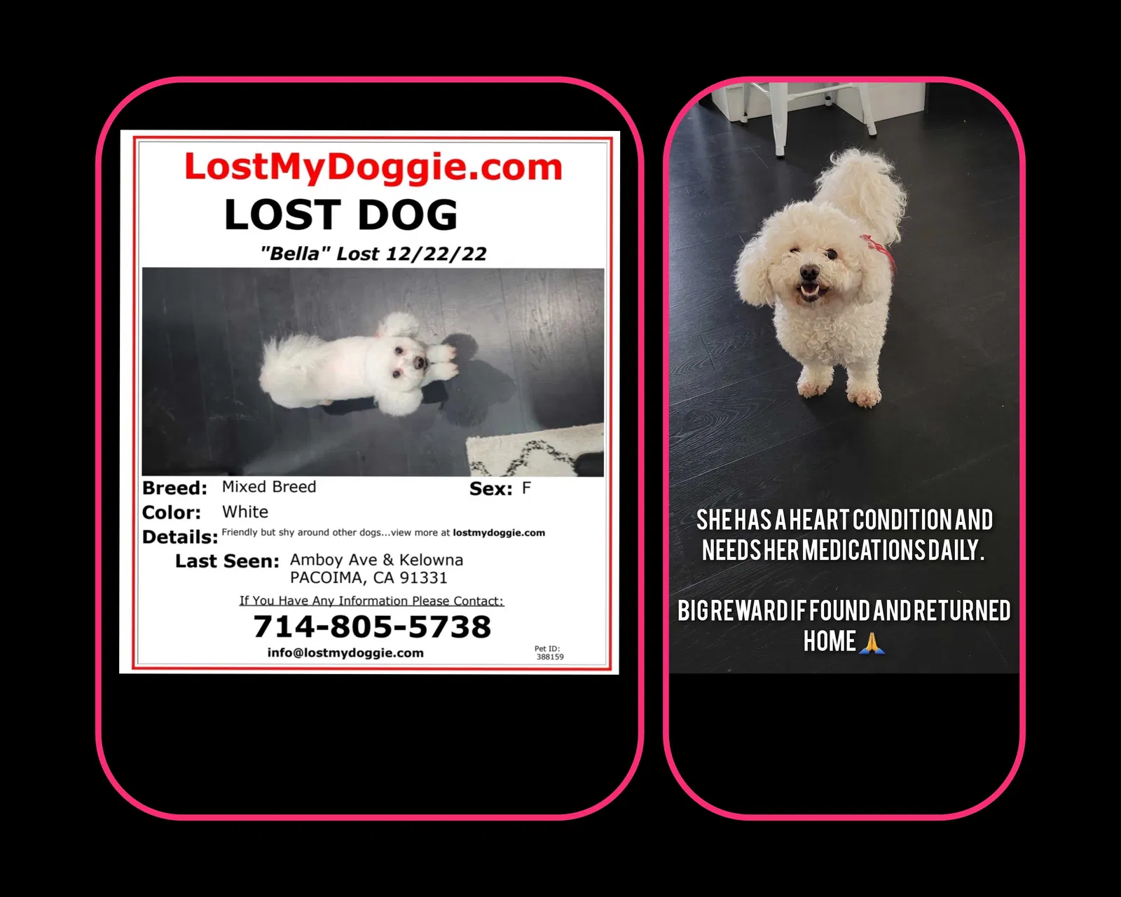 Lost dog in Pacoima, CA, 91331