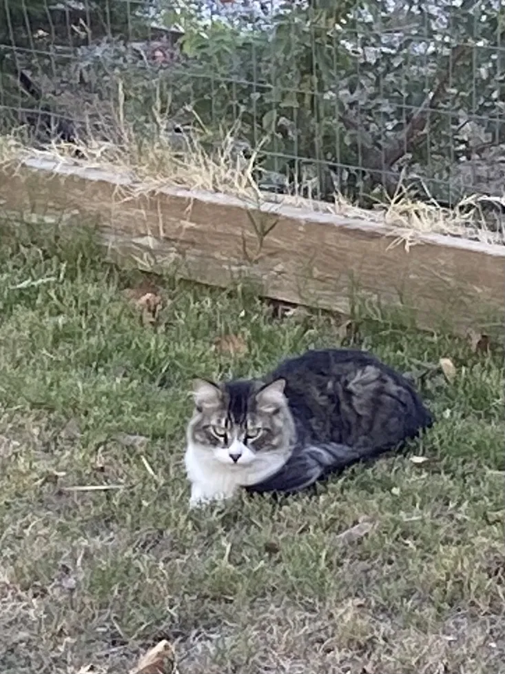 Lost cat in Fair Oaks, CA, 95628