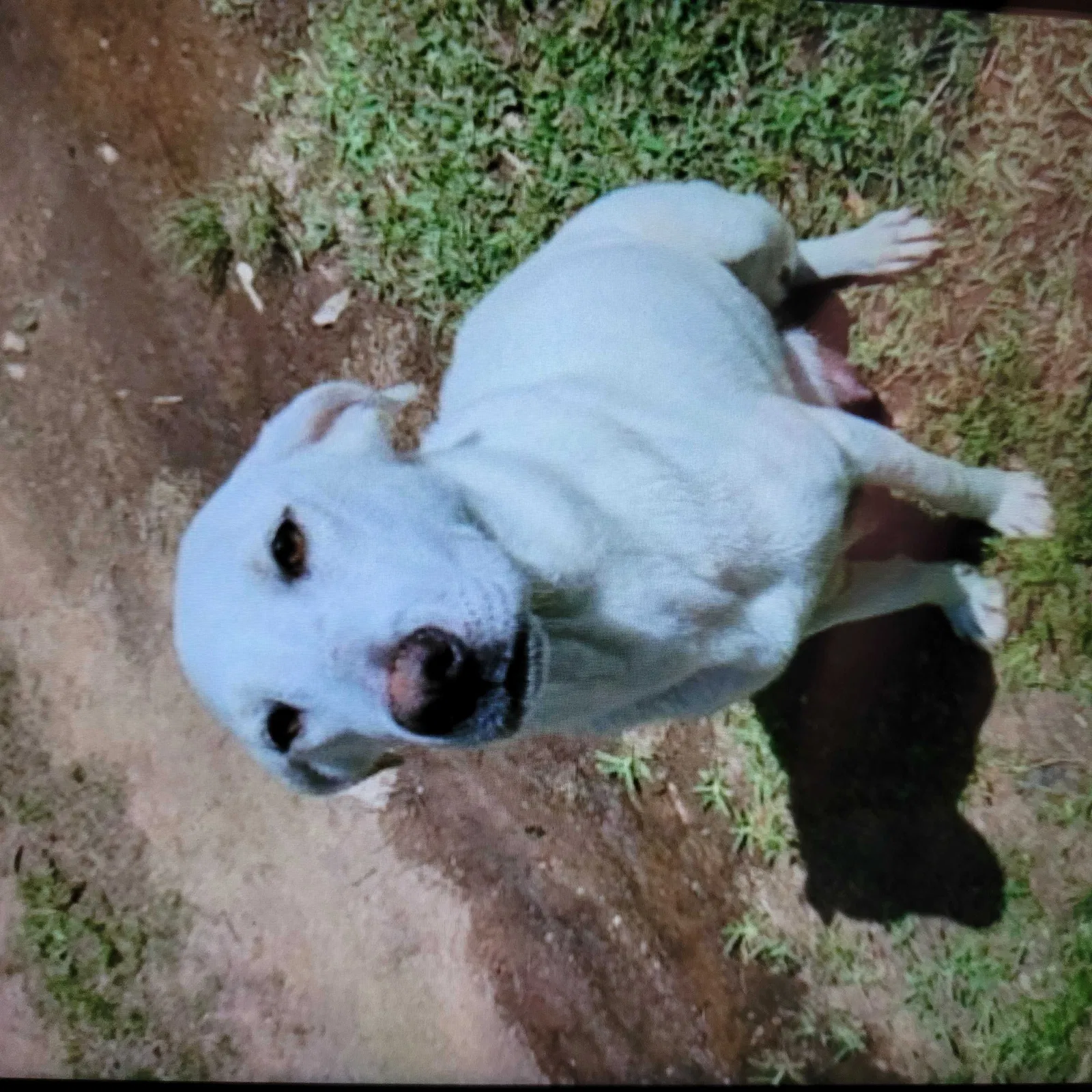 Lost dog in Leesville, SC, 29070