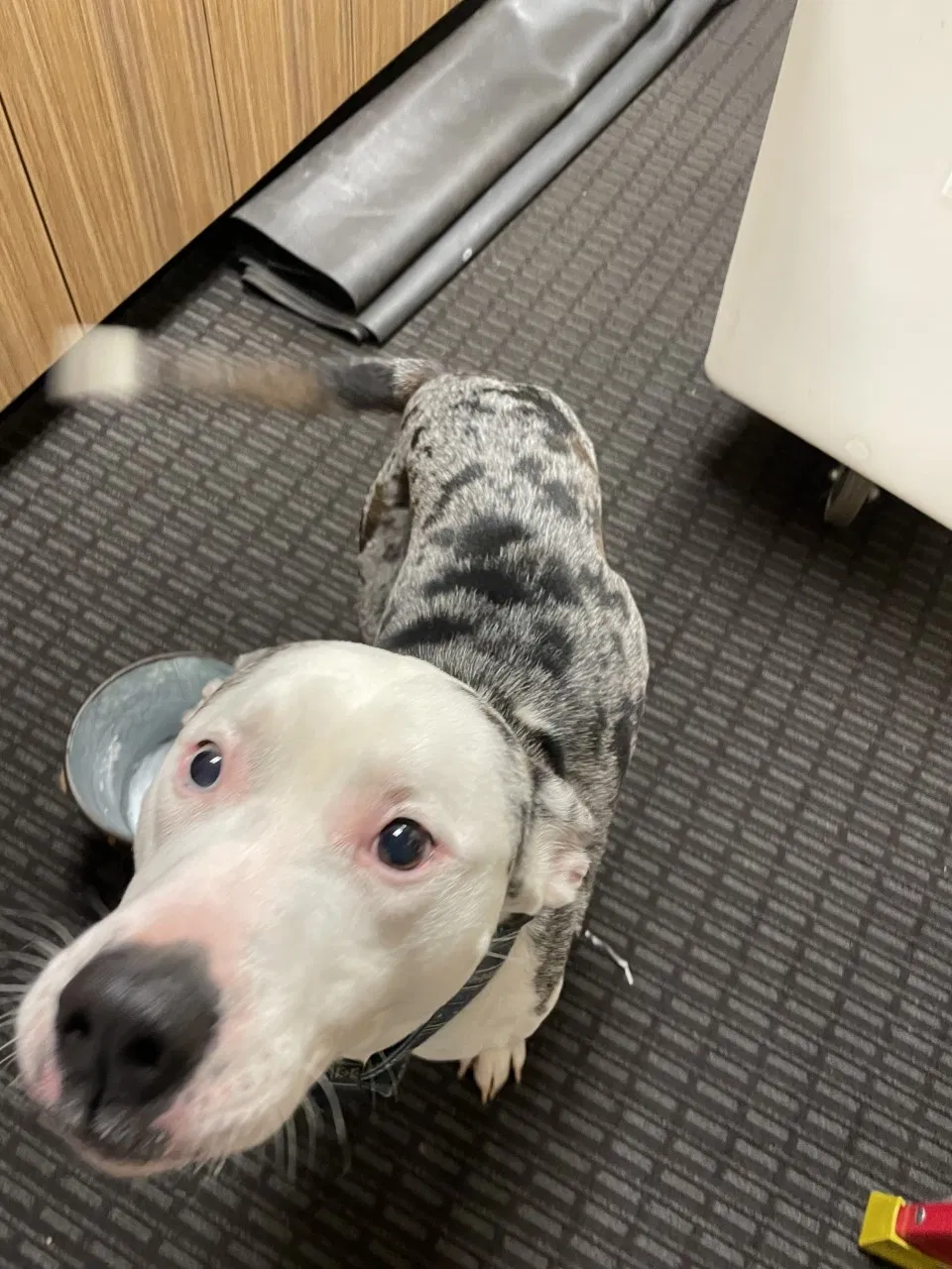 Lost dog in Auburn, AL, 36832