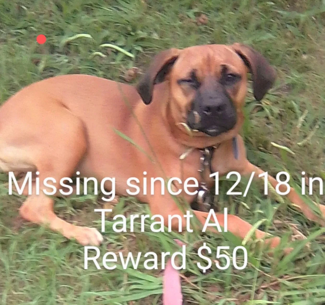 Lost dog in Birmingham, AL, 35217