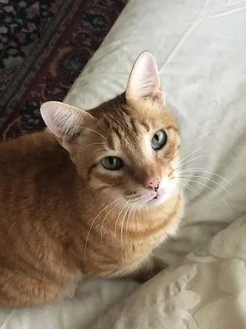Lost cat in Tampa, FL, 33618
