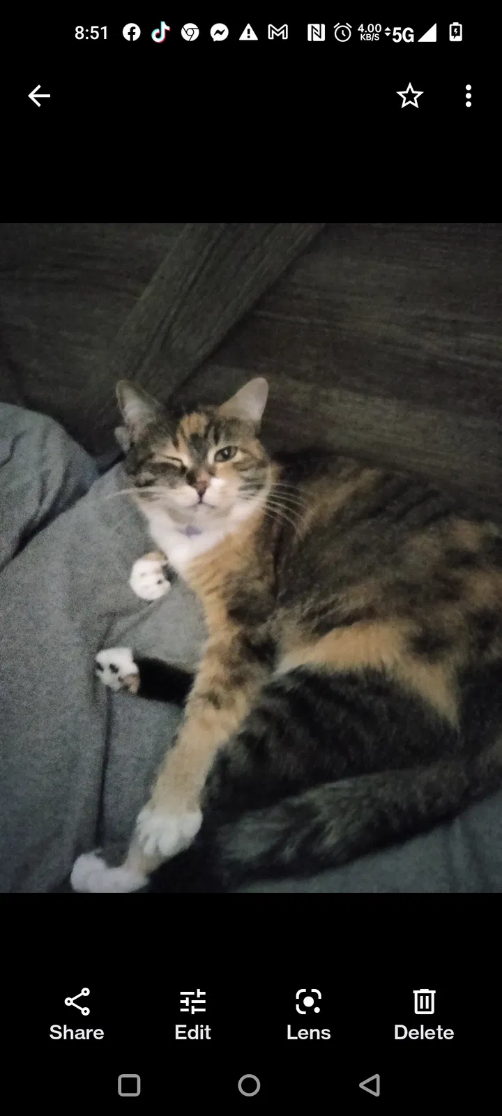 Lost cat in Springfield, MO, 65803
