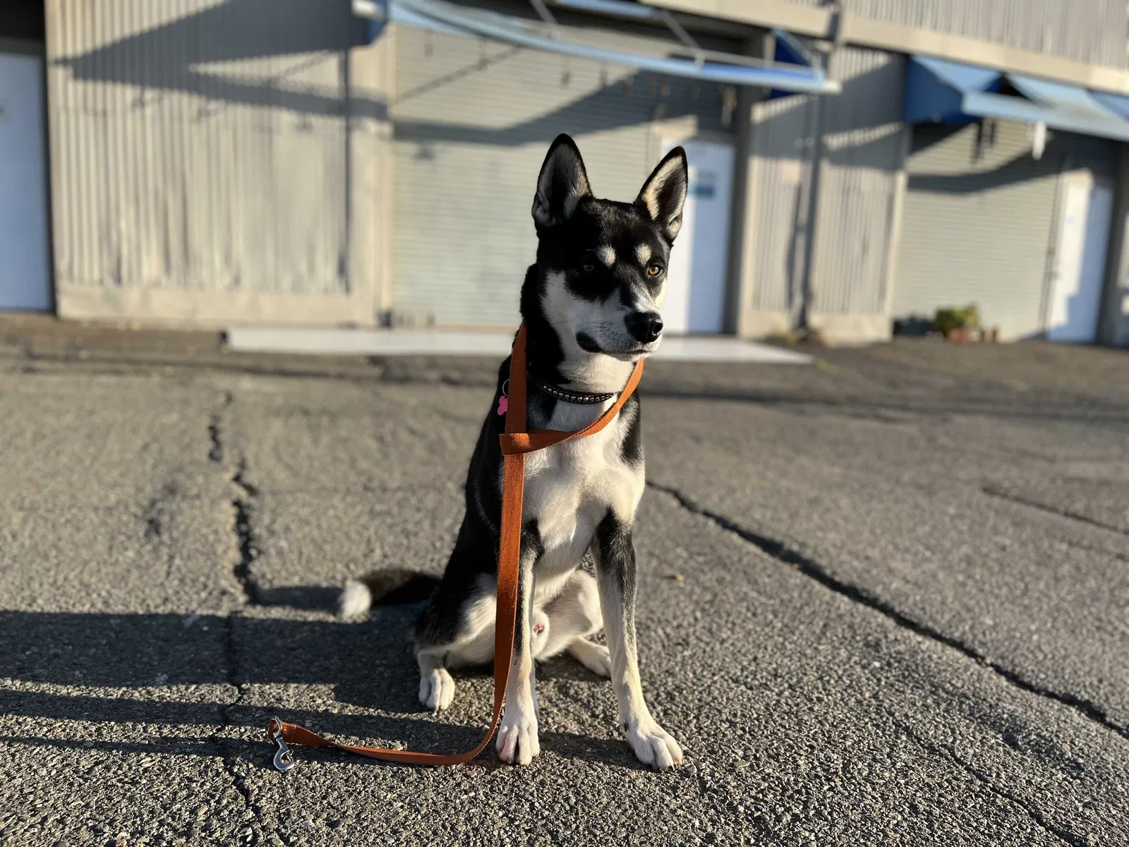 Lost dog in Backus, MN, 56435