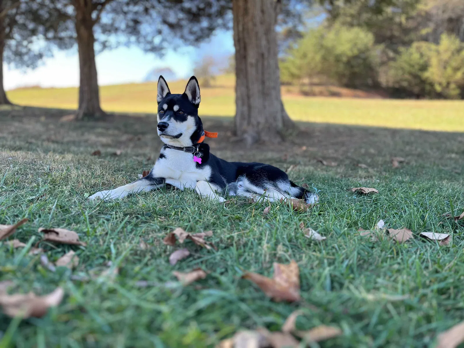 Lost dog in Backus, MN, 56435