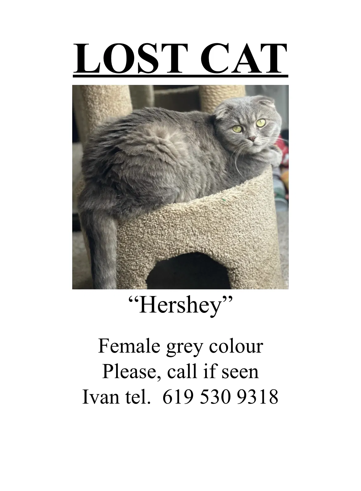 Lost cat in San Diego, CA, 92107