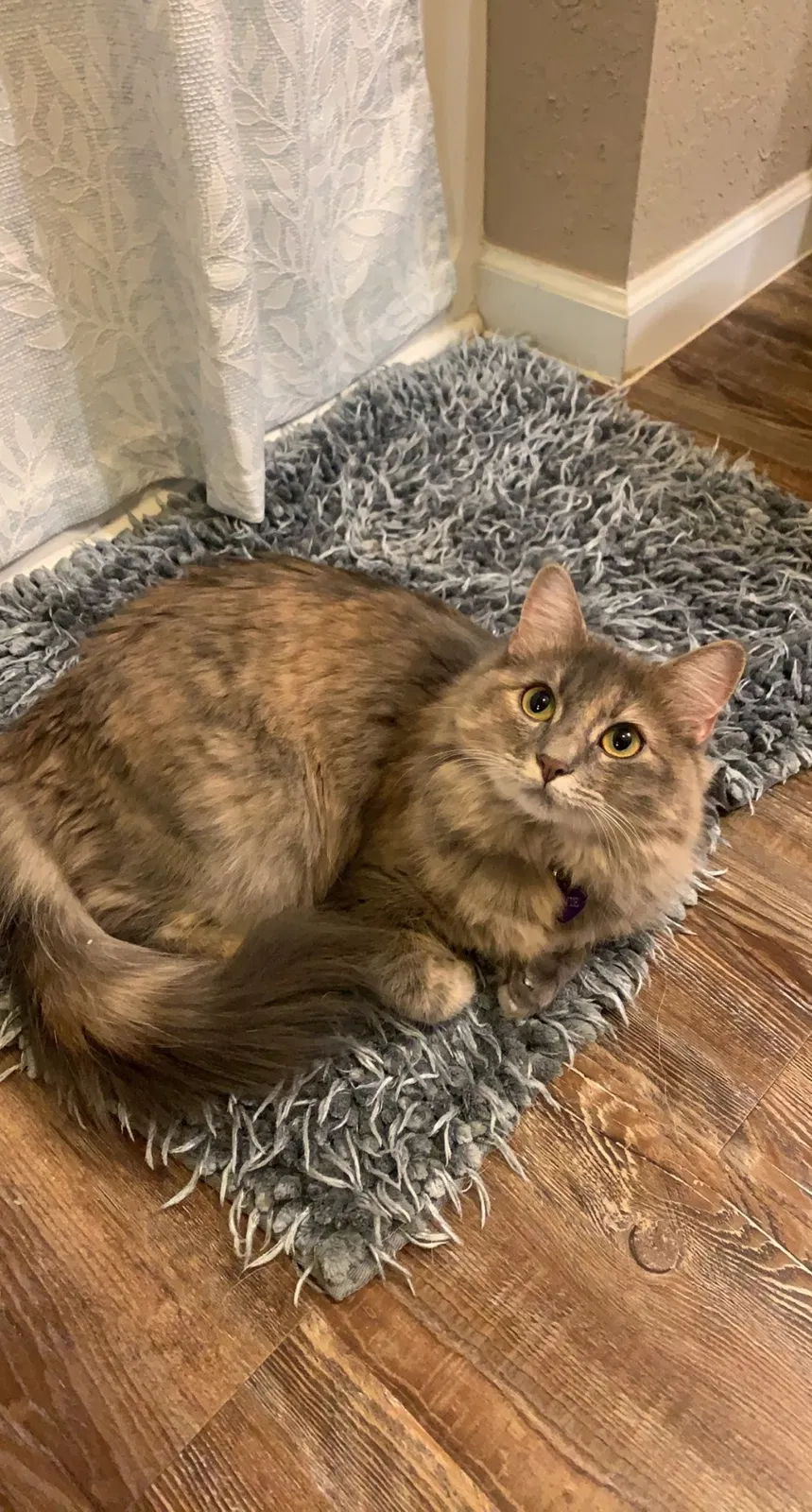 Lost cat in Granbury, TX, 76049