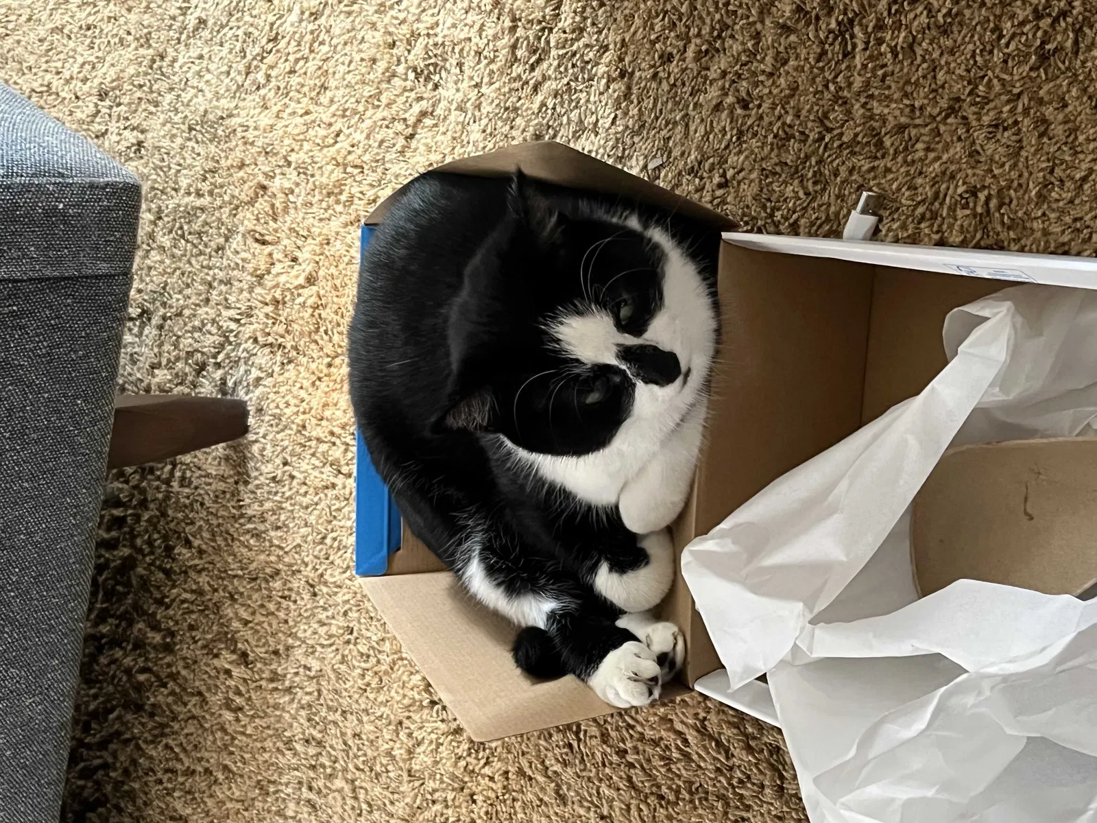 Lost cat in Carlsbad, CA, 92010