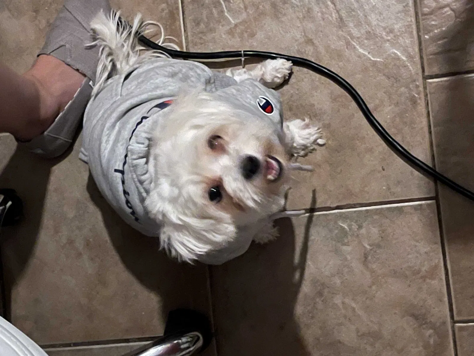 Lost dog in Denton, TX, 76210