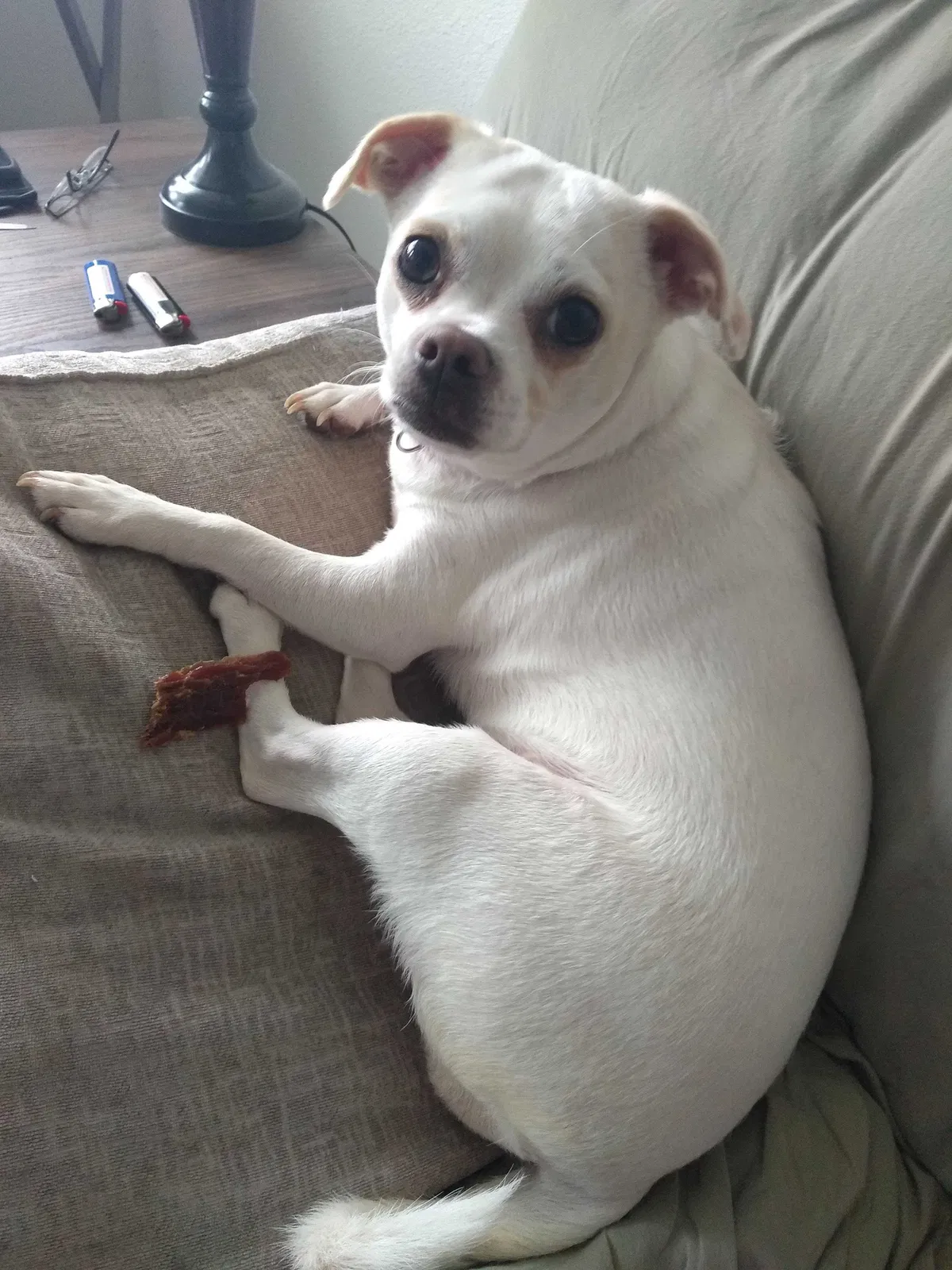 Lost dog in Hudson, WI, 54016