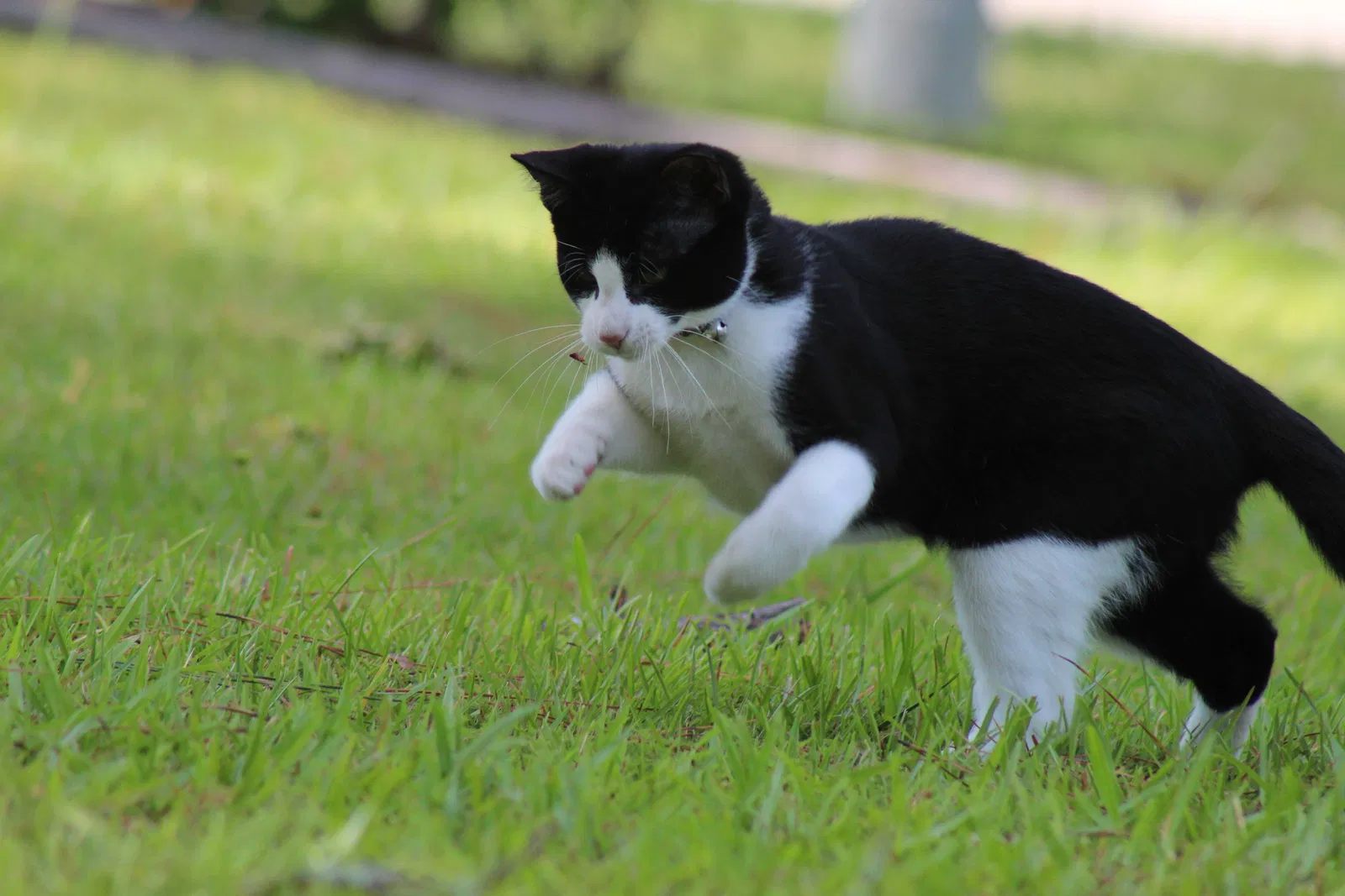 Lost cat in Spring Lake, NC, 28390
