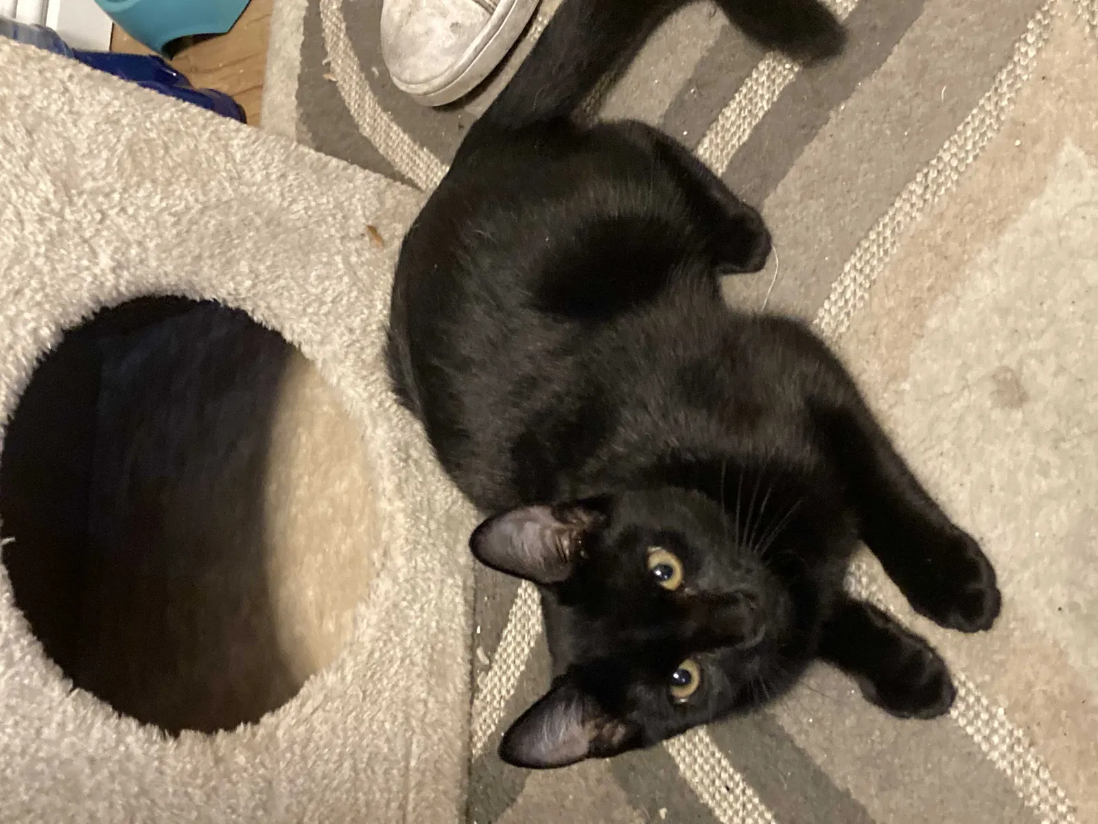 Lost cat in Unknown, CA, 95647