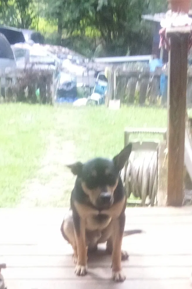 Lost dog in Erwin, TN, 37650