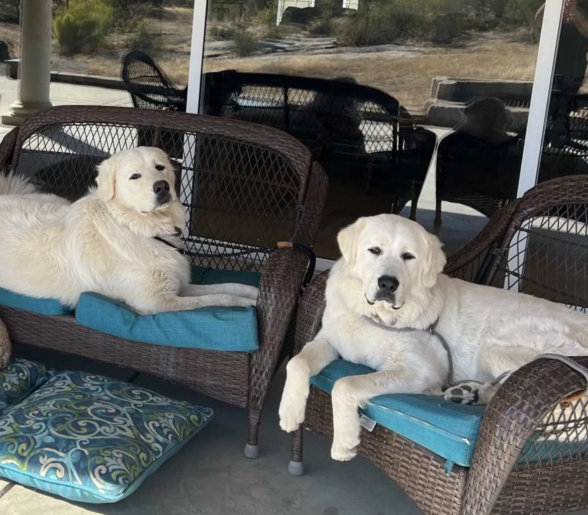 Lost dog in Madera, CA, 93636