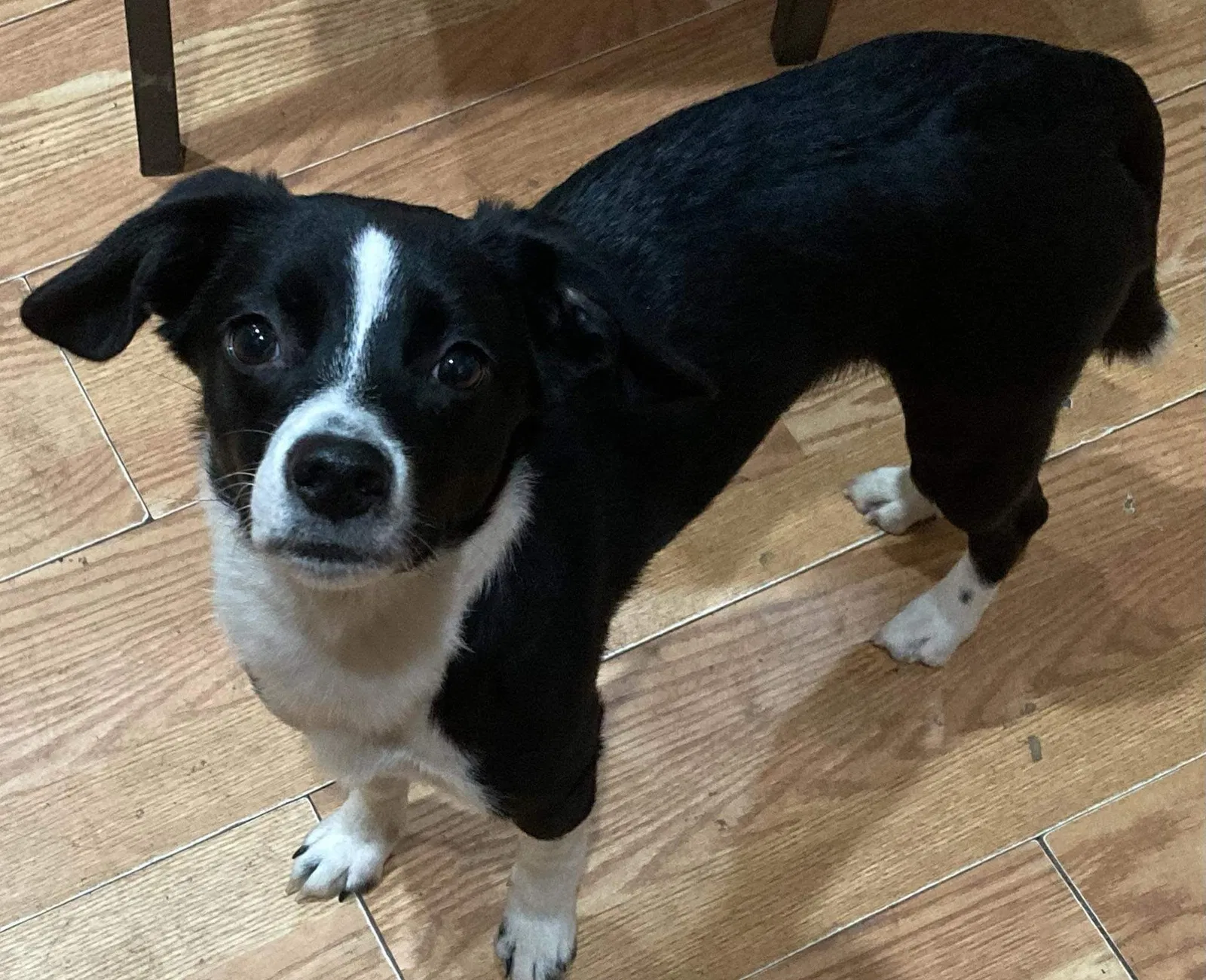 Lost dog in Louisville, KY, 40211