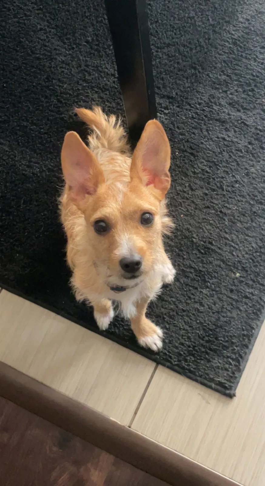 Lost dog in Sacramento, CA, 95825
