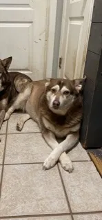 Lost dog in Fort Worth, TX, 76140