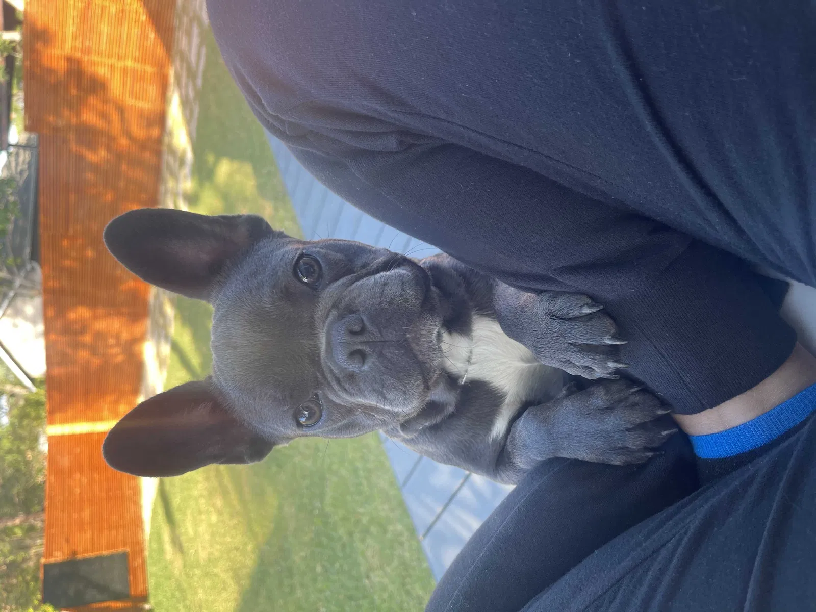 Lost dog in San Antonio, TX, 78212