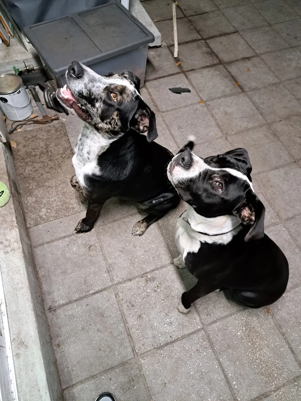 Lost dog in Orlando, FL, 32809