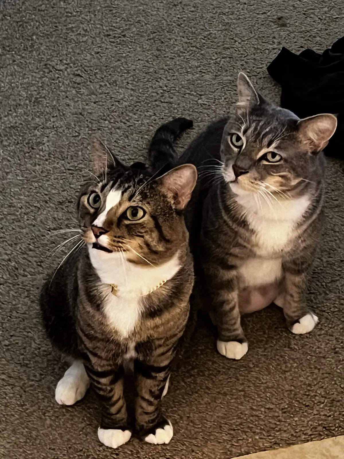 Lost cat in Lake Mary, FL, 32746