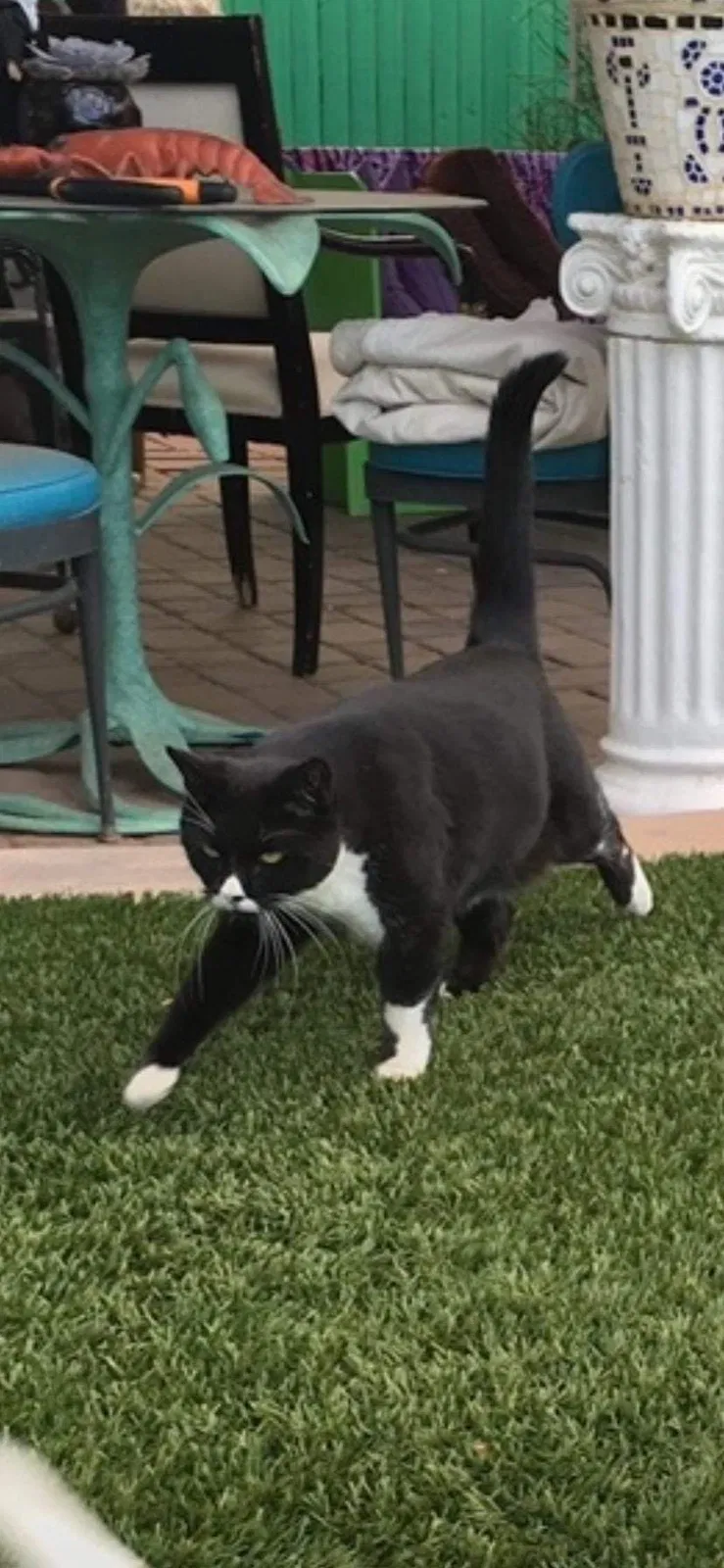 Lost cat in Phoenix, AZ, 85008