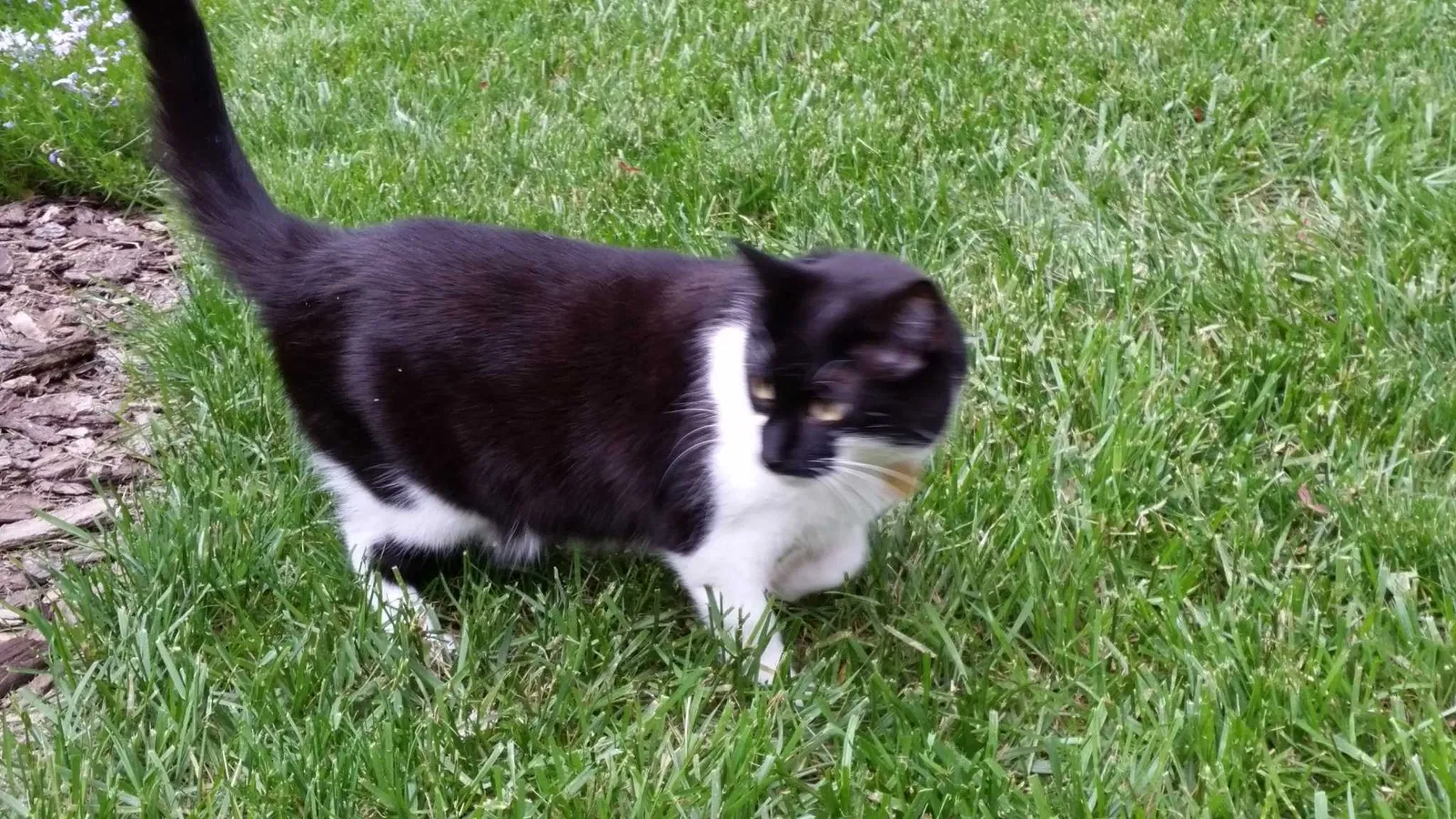 Lost cat in Anderson, SC, 29621