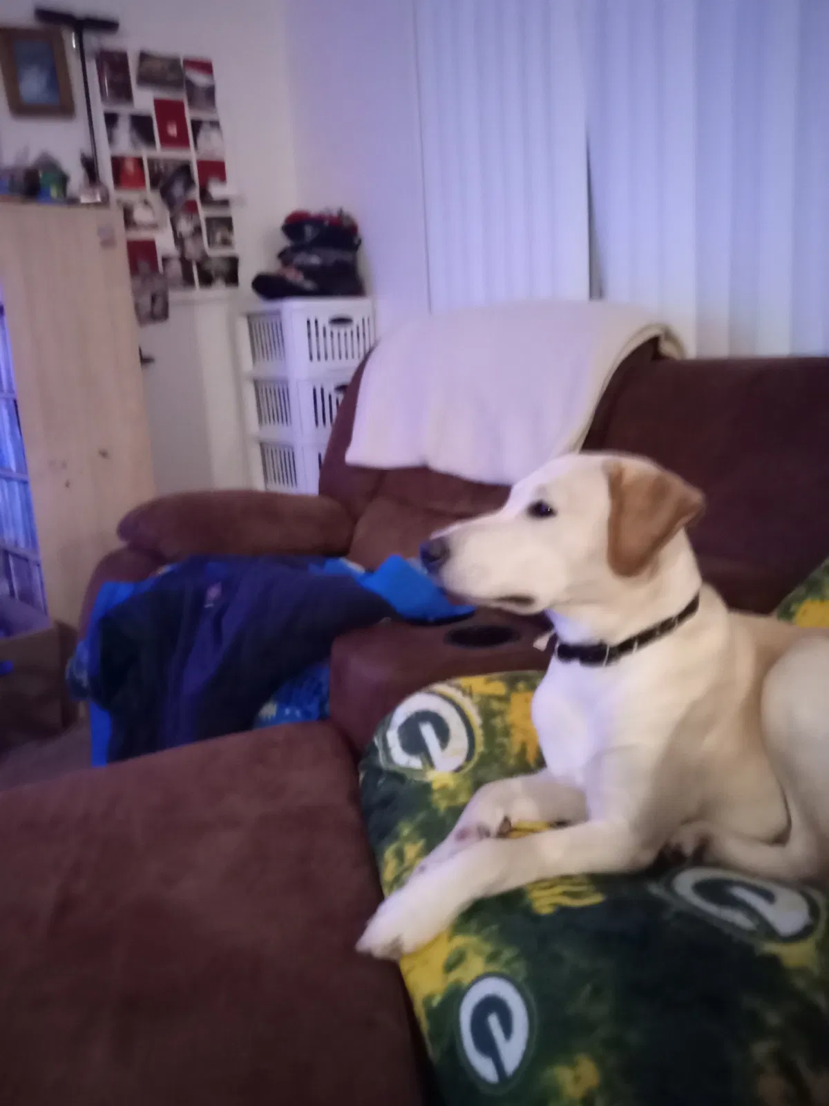 Lost dog in Circle Pines, MN, 55014
