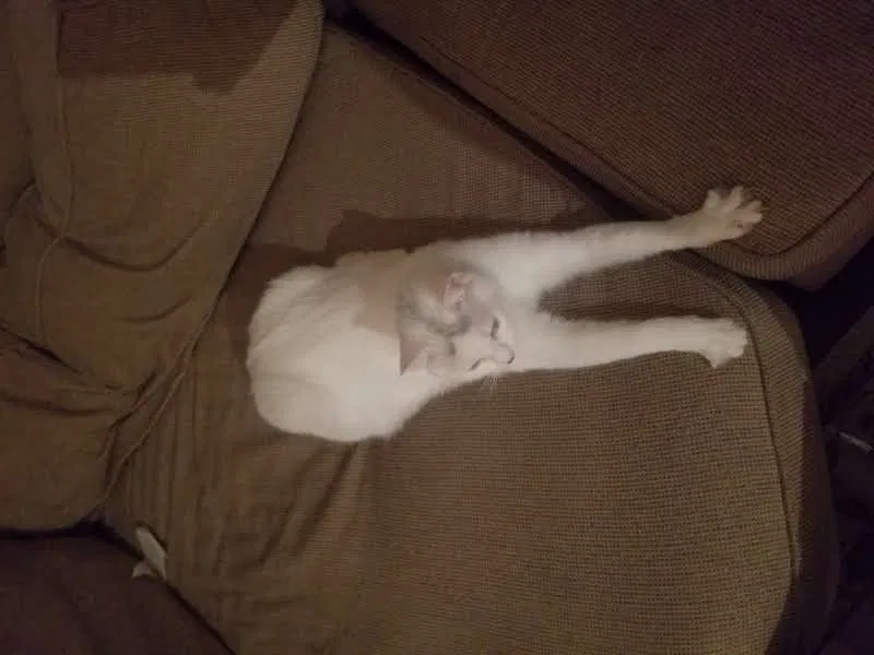 Lost cat in Houston, TX, 77081