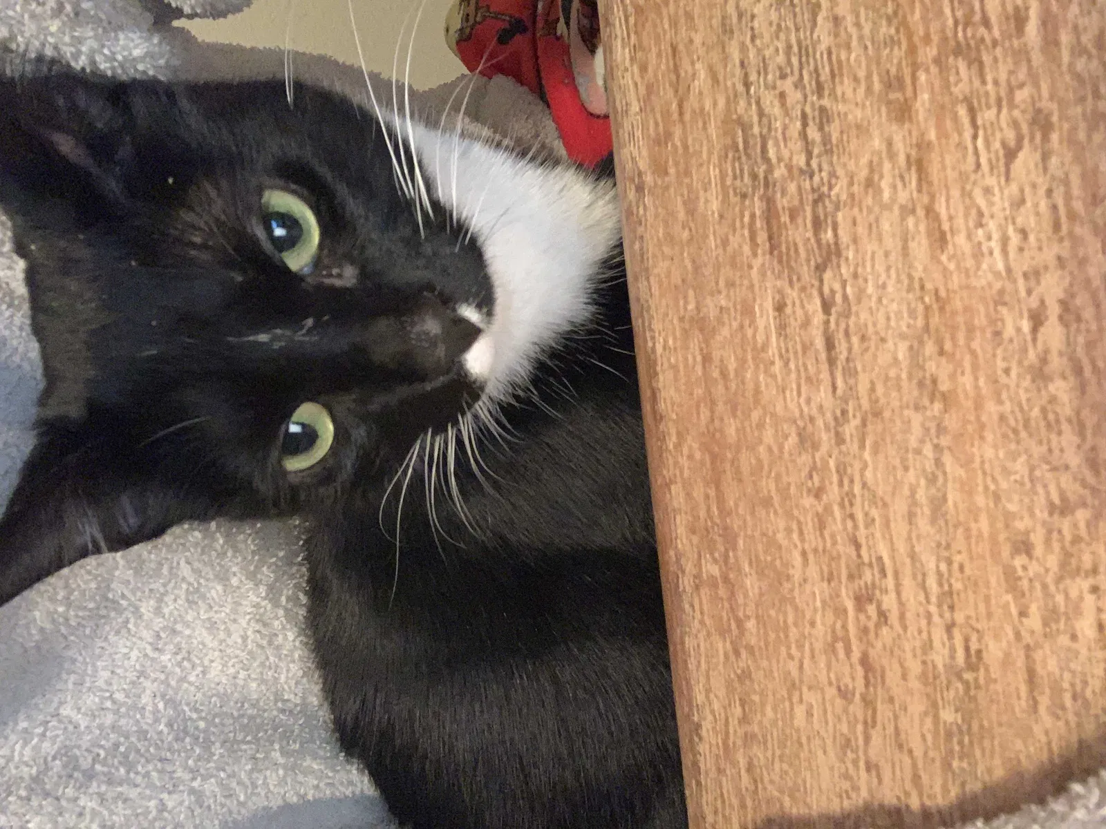 Lost cat in Temecula, CA, 92591