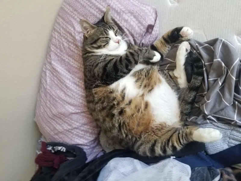 Lost cat in Houston, TX, 77081