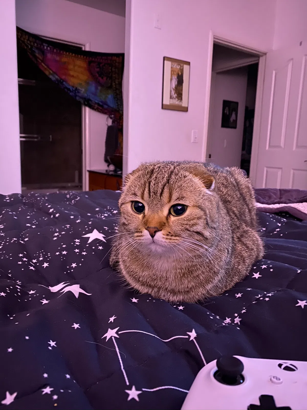 Lost cat in Houston, TX, 77009