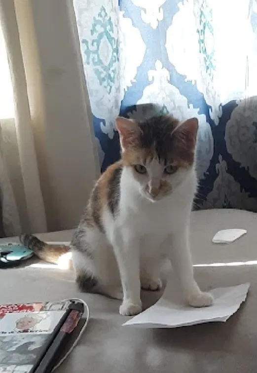 Lost cat in Houston, TX, 77081