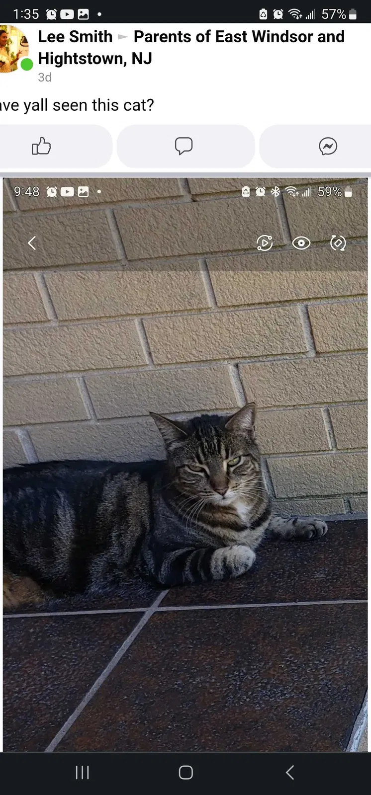 Lost cat in Hightstown, NJ, 8520