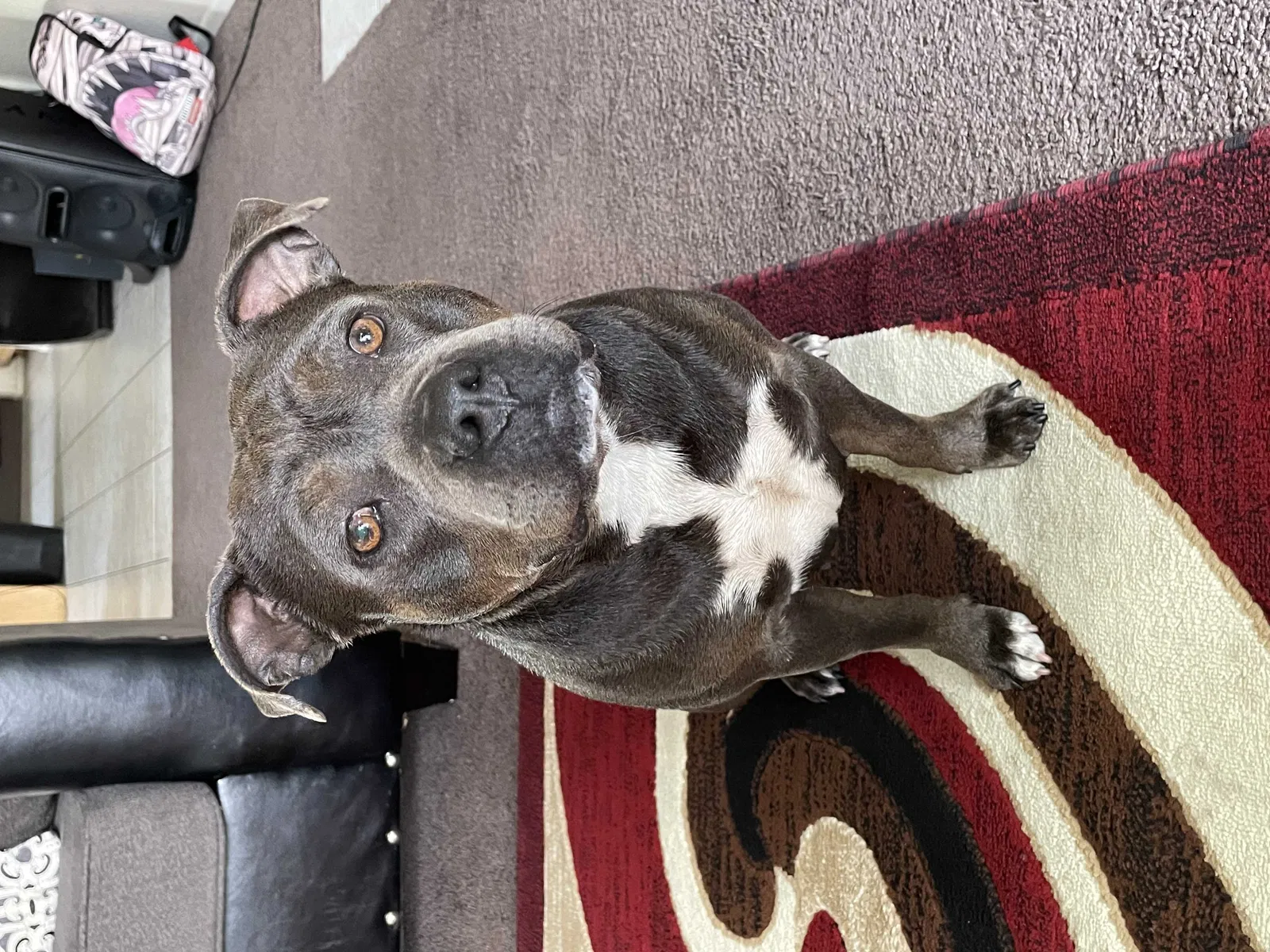Lost dog in Victorville, CA, 92395