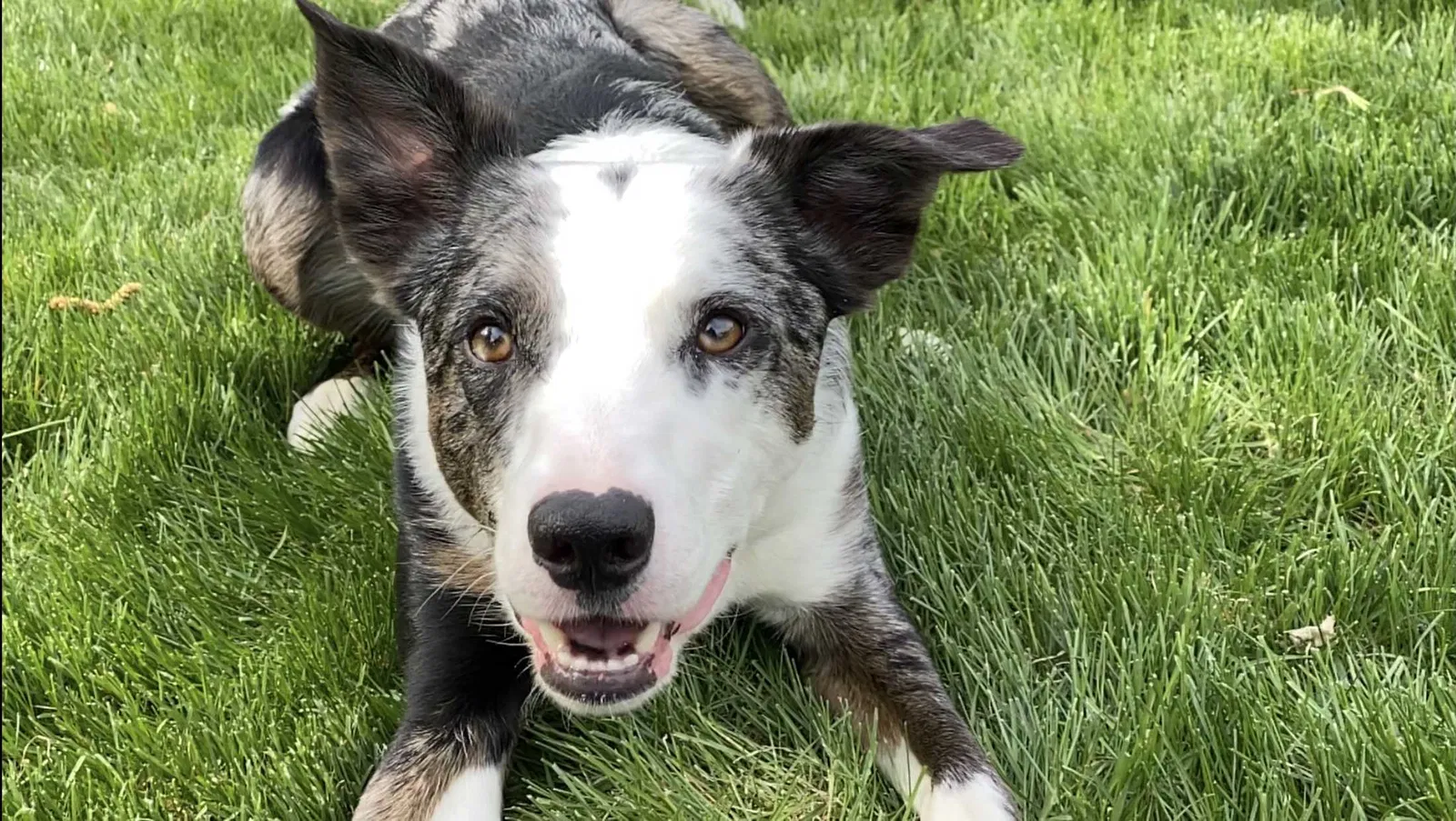 Lost dog in Bellingham, WA, 98225