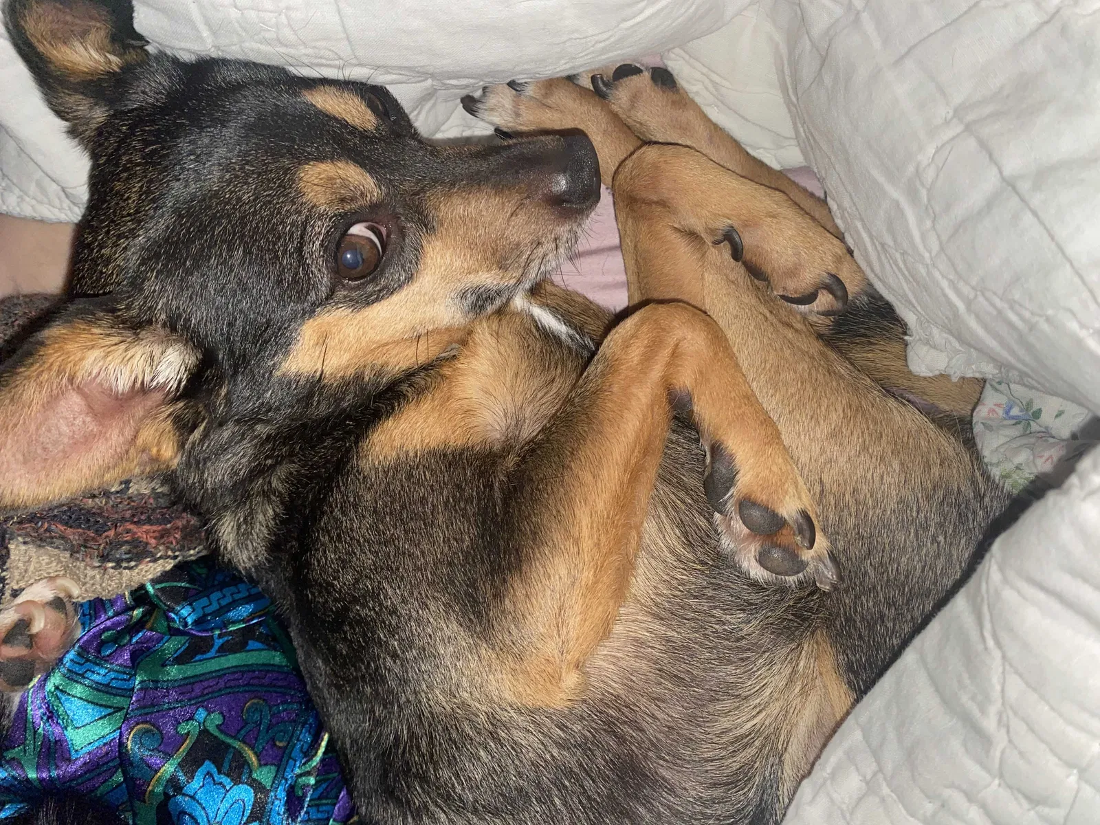 Lost dog in Bakersfield, CA, 93313